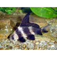 5 inch Hi Fin Banded Sharks (Qty of 4)